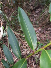 Alpinia caerulea