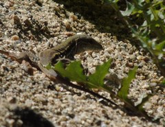 Aspidoscelis sackii sackii