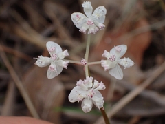 Xanthosia atkinsoniana
