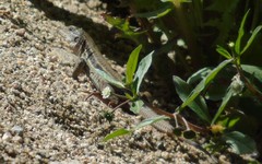 Aspidoscelis sackii sackii