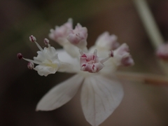 Xanthosia atkinsoniana