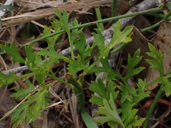 Xanthosia atkinsoniana