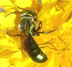 Hoplitis fulgida fulgida
