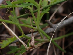 Xanthosia atkinsoniana