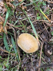 Vascellum lloydianum