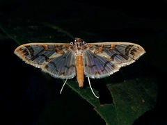 Polythlipta