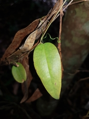 Smilax glyciphylla