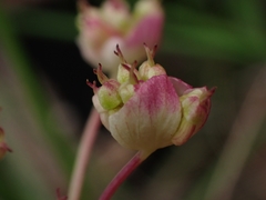 Xanthosia atkinsoniana