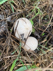 Vascellum lloydianum