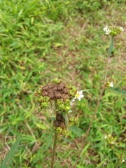 Melochia corchorifolia