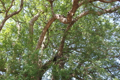 Xanthocercis zambesiaca