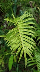 Polypodiaceae