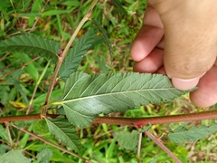 Melochia corchorifolia