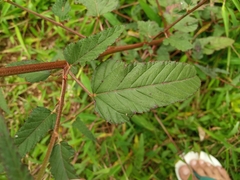 Melochia corchorifolia