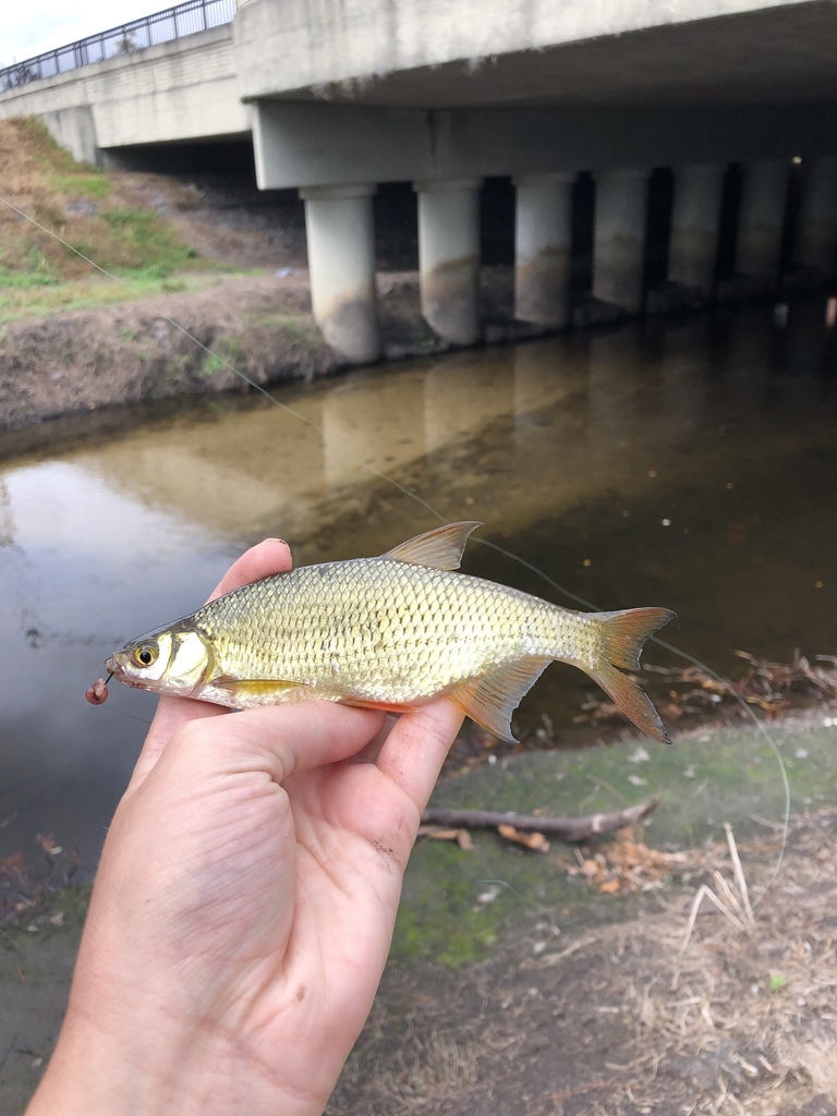 Golden Shiner from SW Second Ave, Gainesville, FL, US on January 2 ...