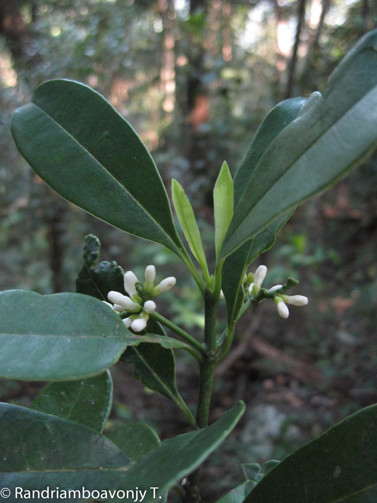 Craterispermum