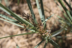 Cyperus sexangularis