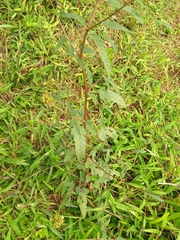 Melochia corchorifolia