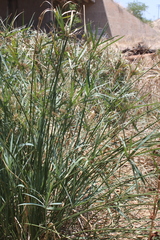 Cyperus sexangularis