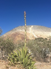 Agave gentryi