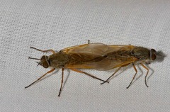 Anabarhynchus kosciuskoensis