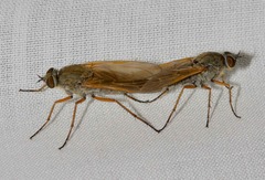 Anabarhynchus kosciuskoensis