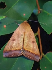 Ophiusa trapezium
