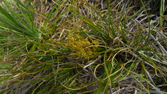 Aciphylla lyallii