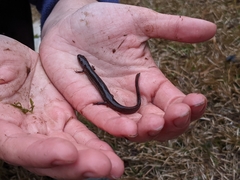 Stereochilus marginatus