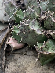 Huernia barbata barbata