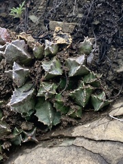 Huernia barbata barbata