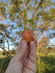 Hancornia speciosa