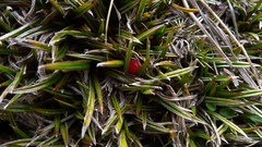 Astelia linearis
