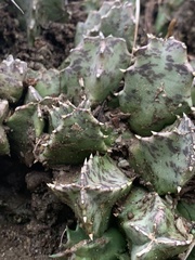 Huernia barbata barbata