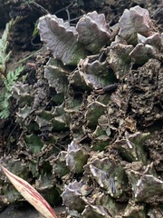 Huernia barbata barbata