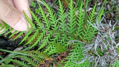 Pityrogramma ochracea