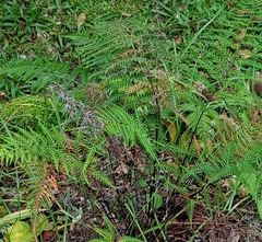 Pityrogramma ochracea