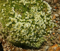 Pseudocherleria macrocarpa