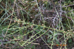 Adolphia infesta
