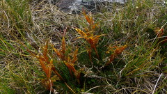 Aciphylla pinnatifida