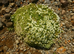 Pseudocherleria macrocarpa