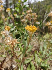 Senecio hypoleucus