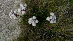 Aciphylla congesta