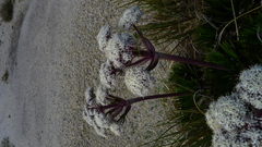 Aciphylla congesta