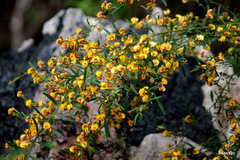 Bossiaea linophylla