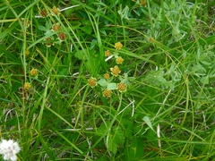 Bupleurum triradiatum