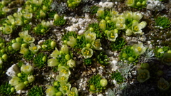 Hectorella caespitosa