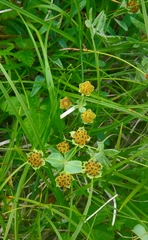 Bupleurum triradiatum