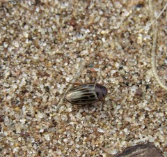 Agabus disintegratus