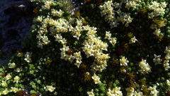 Kelleria croizatii